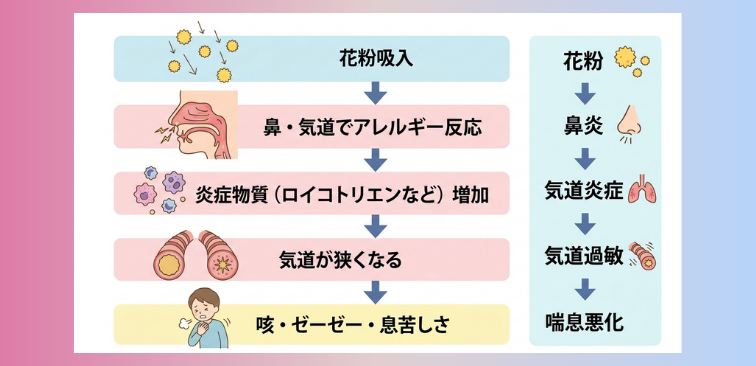 花粉の刺激が喘息を悪化させるメカニズムの図解