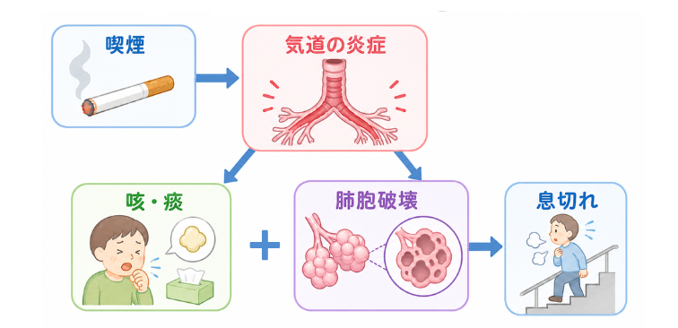 喫煙が肺にもたらす影響