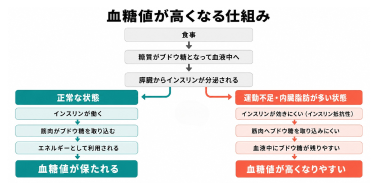 正常な状態と運動不足・内臓脂肪が多い状態の血糖値の比較